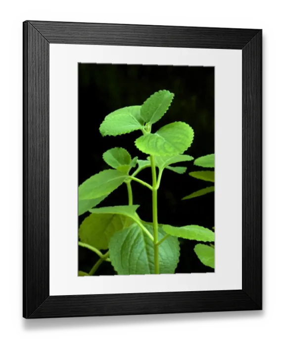 Framed Print : Indian Borage (Plectranthus amboinicus) close-up of leaves, Trivandrum, Kerala, India Framed Print : Indian Borage (Plectranthus amboinicus) close-up of leaves, Trivandrum, Kerala, India