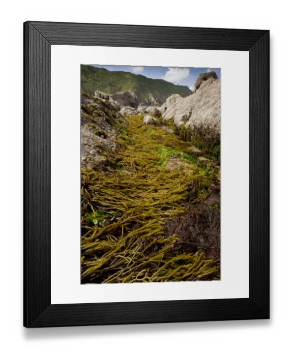 Framed Print : Brown Tuning Fork Weed (Bifurcaria bifurcata) with other seaweeds, attached to rocks in rockpool at low tide Framed Print : Brown Tuning Fork Weed (Bifurcaria bifurcata) with other seaweeds, attached to rocks in rockpool at low tide