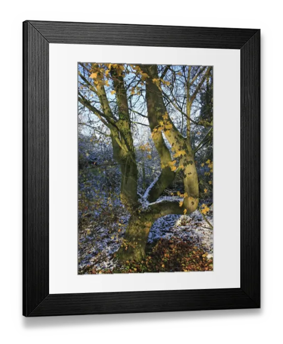 Framed Print : Field Maple (Acer campestre) trunk, in snow covered woodland, Bacton, Suffolk, England, november Framed Print : Field Maple (Acer campestre) trunk, in snow covered woodland, Bacton, Suffolk, England, november