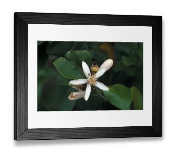 Framed Print : Lemon (Citrus limon) Leaf and flower Framed Print : Lemon (Citrus limon) Leaf and flower