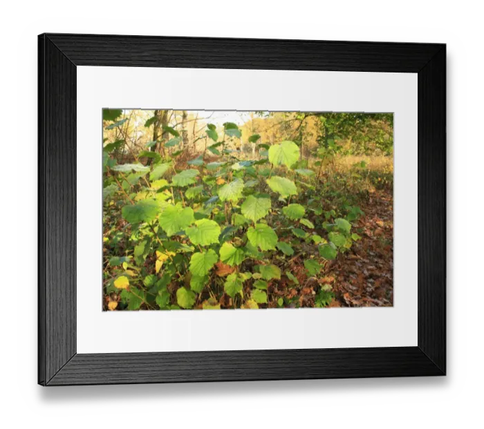 Framed Print : Common Hazel (Corylus avellana) habit, growing in ancient woodland, Wolves Wood RSPB Reserve, Hadleigh, Suffolk