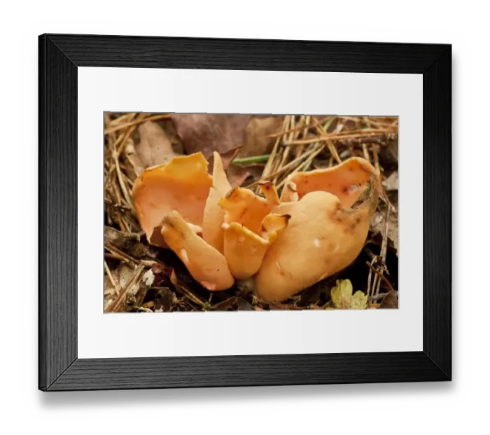 Framed Print : Hares Ear (Otidea onotica) fruiting body, growing in old woodland, Wiltshire, England, september Framed Print : Hares Ear (Otidea onotica) fruiting body, growing in old woodland, Wiltshire, England, september