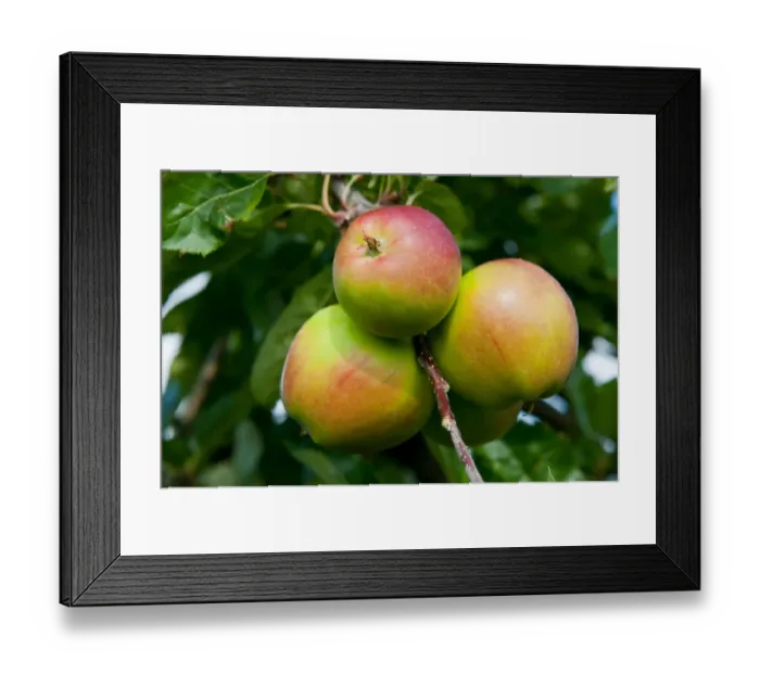 Framed Print : Cultivated Apple (Malus domestica) Red Pippin, close-up of fruit, growing in orchard, Norfolk, England, august Framed Print : Cultivated Apple (Malus domestica) Red Pippin, close-up of fruit, growing in orchard, Norfolk, England, august