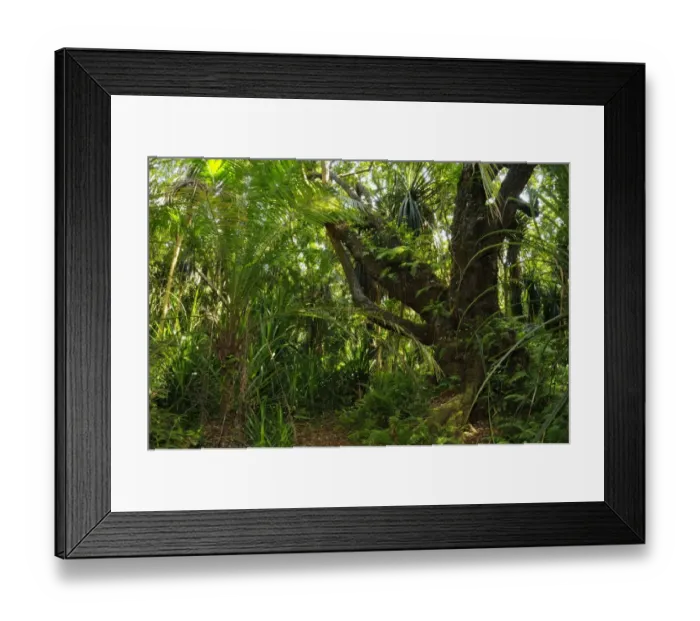 Framed Print : Tropical forest interior, habitat of Zanzibar Red Colobus (Procolobus kirkii), Jozani Forest, Zanzibar, Tanzania Framed Print : Tropical forest interior, habitat of Zanzibar Red Colobus (Procolobus kirkii), Jozani Forest, Zanzibar, Tanzania