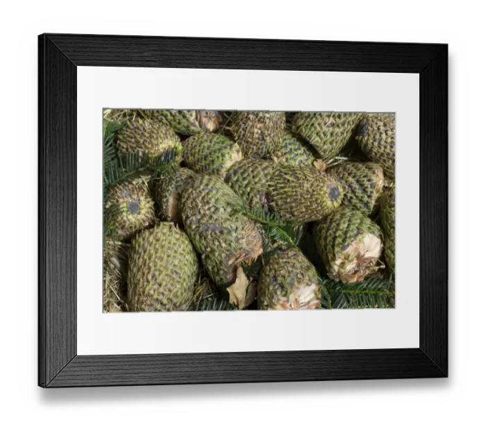 Framed Print : Forrests Fir (Abies forrestii) introduced species, cones, Hampden Woods, Buckinghamshire, England Framed Print : Forrests Fir (Abies forrestii) introduced species, cones, Hampden Woods, Buckinghamshire, England