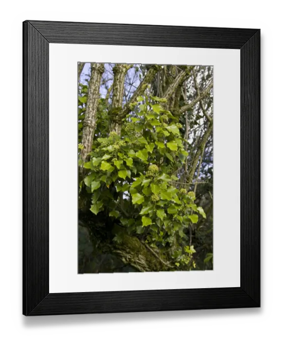 Framed Print : Ivy (Hedera helix) in flower, growing on Elder (Sambucus nigra) trunk, near Ringstead, Dorset, England, october Framed Print : Ivy (Hedera helix) in flower, growing on Elder (Sambucus nigra) trunk, near Ringstead, Dorset, England, october