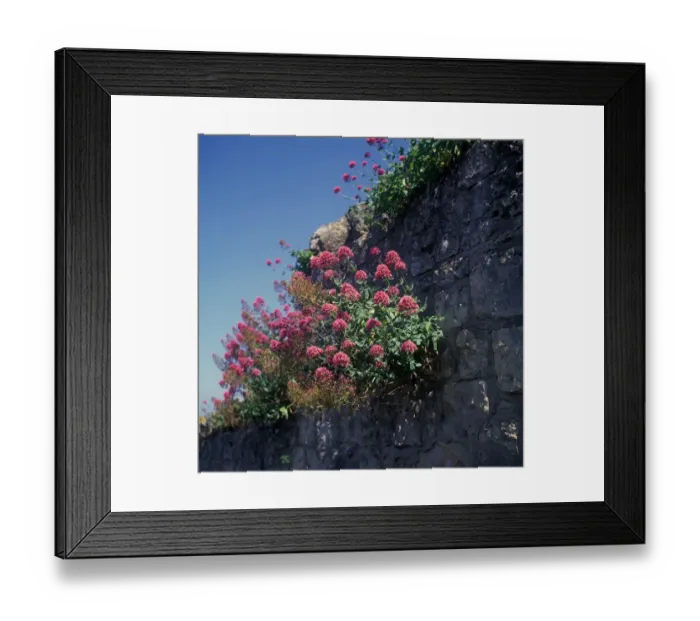 Framed Print : Flower - Valerian Red (Centranthus ruber) Growing on wall Framed Print : Flower - Valerian Red (Centranthus ruber) Growing on wall