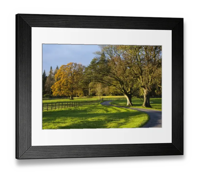 Framed Print : Parkland trees in autumn colours, Leagram, Chipping, Lancashire, England, november Framed Print : Parkland trees in autumn colours, Leagram, Chipping, Lancashire, England, november
