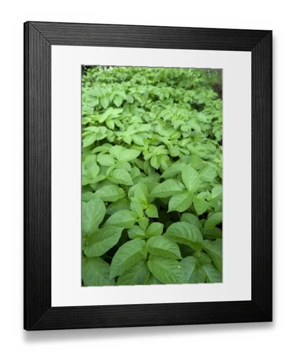 Framed Print : Potato (Solanum tuberosum) leaves, growing in organic garden vegetable plot, Cumbria, England, august Framed Print : Potato (Solanum tuberosum) leaves, growing in organic garden vegetable plot, Cumbria, England, august