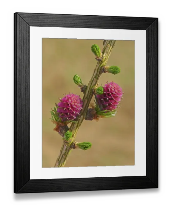Framed Print : European Larch (Larix decidua) close-up of female flowers, Leicestershire, England, march Framed Print : European Larch (Larix decidua) close-up of female flowers, Leicestershire, England, march