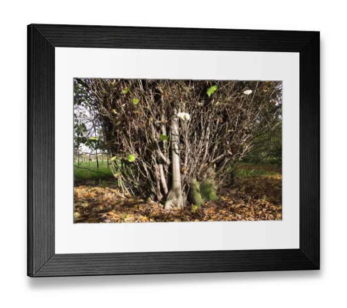 Framed Print : Common Lime (Tilia x europaea) close-up of trunk with epicormic shoots, Vicarage Plantation, Mendlesham, Suffolk Framed Print : Common Lime (Tilia x europaea) close-up of trunk with epicormic shoots, Vicarage Plantation, Mendlesham, Suffolk