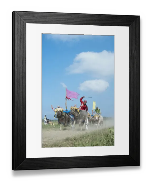 Framed Print : Men racing carts pulled by Domestic Water Buffaloes (Bubalis bubalis), Jembrana, Negara, Bali, Lesser Sunda Islands