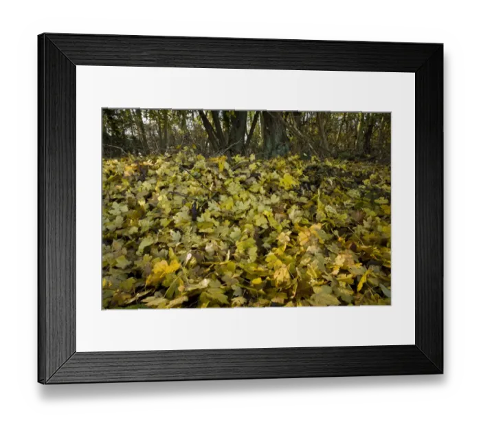 Framed Print : Field Maple (Acer campestre) fallen leaves in deciduous woodland, Ranscombe Farm Plantlife Reserve, Kent, England