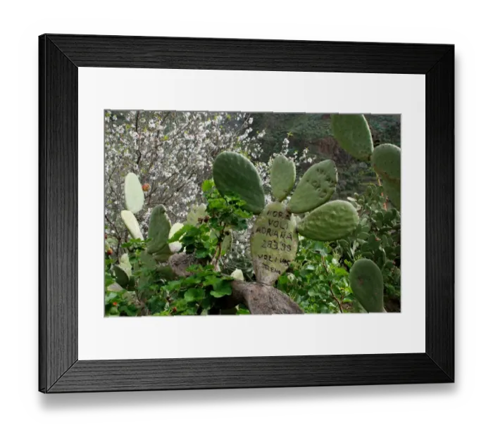 Framed Print : Indian Fig Opuntia (Opuntia ficus-indica) introduced species, graffiti carved into pads, Gran Canaria, Canary Islands Framed Print : Indian Fig Opuntia (Opuntia ficus-indica) introduced species, graffiti carved into pads, Gran Canaria, Canary Islands