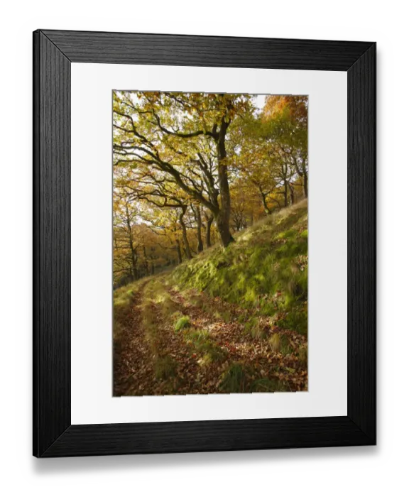 Framed Print : Sessile Oak (Quercus petraea) woodland habitat, growing on slope beside track, Powys, Wales, november Framed Print : Sessile Oak (Quercus petraea) woodland habitat, growing on slope beside track, Powys, Wales, november