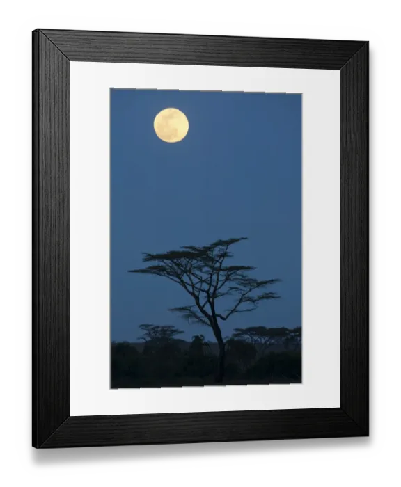 Framed Print : Moon over savannah at night, Serengeti N. P. Tanzania, november Framed Print : Moon over savannah at night, Serengeti N. P. Tanzania, november