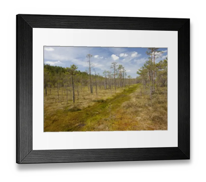 Framed Print : Scots Pine (Pinus sylvestris) woodland, invading bog habitat, Meenikunno Mstikukaitseala Reserve, Estonia, june Framed Print : Scots Pine (Pinus sylvestris) woodland, invading bog habitat, Meenikunno Mstikukaitseala Reserve, Estonia, june