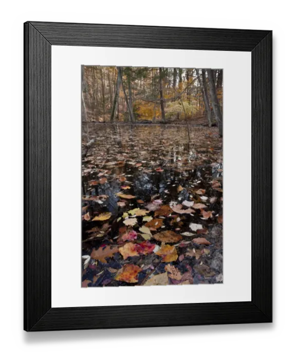 Framed Print : Red Maple (Acer rubrum) and American Beech (Fagus grandifolia) woodland with fallen autumn leaves in pond Framed Print : Red Maple (Acer rubrum) and American Beech (Fagus grandifolia) woodland with fallen autumn leaves in pond
