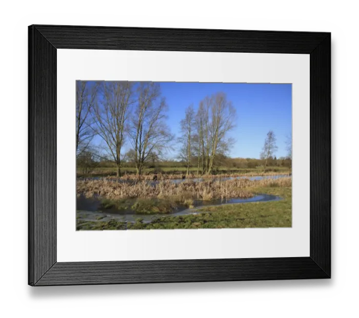 Framed Print : Frozen pond and bare trees on unimproved wet grazing meadow, River Dove, Thornham Magna, Suffolk, England, january Framed Print : Frozen pond and bare trees on unimproved wet grazing meadow, River Dove, Thornham Magna, Suffolk, England, january