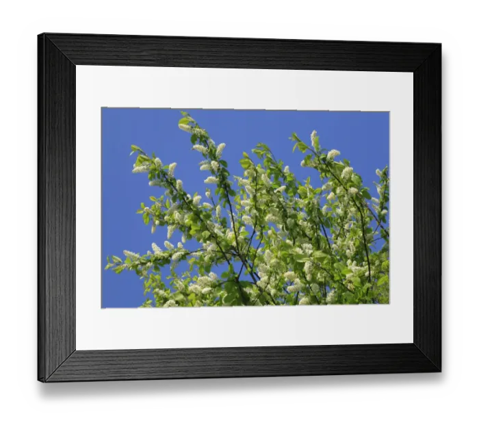 Framed Print : Bird Cherry (Prunus padus) flowering, Powys, Wales, april