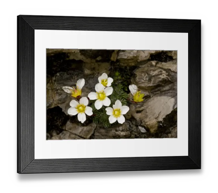 Framed Print : One-flowered Cushion Saxifrage (Saxifraga burseria) flowering, growing on limestone rocks at high altitude Framed Print : One-flowered Cushion Saxifrage (Saxifraga burseria) flowering, growing on limestone rocks at high altitude