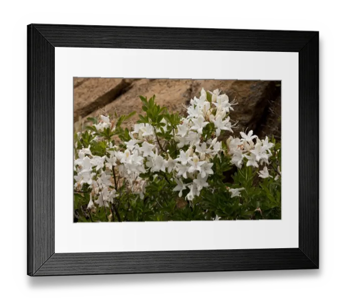Framed Print : Western Azalea (Rhododendron occidentale) flowering, Klamath Mountains, Northern California, U. S. A. july