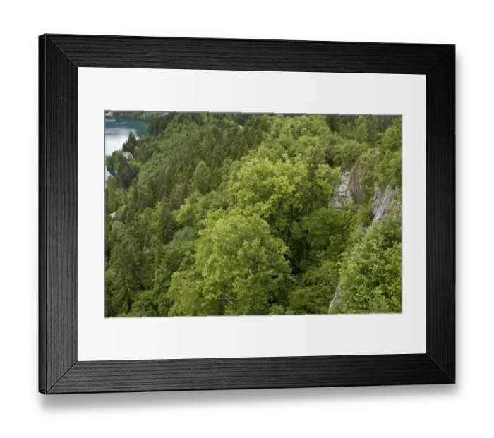 Framed Print : Large-leafed Lime (Tilia platyphyllos) limestone cliff woodland habitat, Bled, Julian Alps, Slovenia, june Framed Print : Large-leafed Lime (Tilia platyphyllos) limestone cliff woodland habitat, Bled, Julian Alps, Slovenia, june