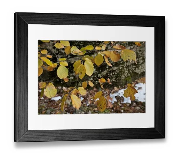 Framed Print : Virginian Witch-hazel (Hamamelis virginiana) close-up of leaves, Catskill Mountains, New York State, U. S. A. november Framed Print : Virginian Witch-hazel (Hamamelis virginiana) close-up of leaves, Catskill Mountains, New York State, U. S. A. november