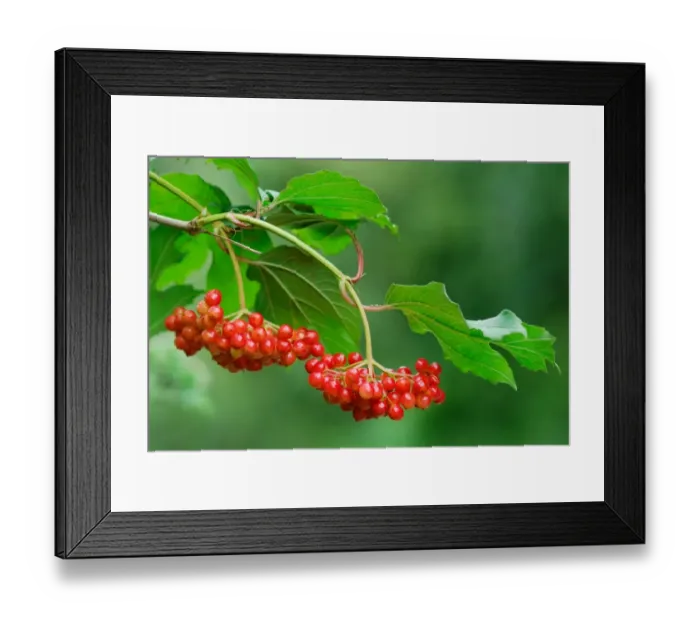 Framed Print : Guelder Rose (Viburnum opalus) close-up of leaves and berries, Shapwick Heath Nature Reserve, Somerset Levels