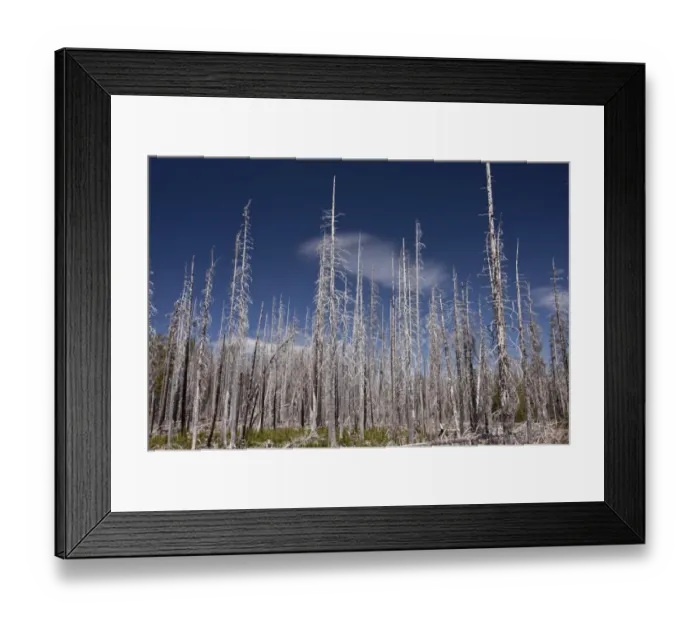 Framed Print : Lodgepole Pine (Pinus contorta latifolia) burnt coniferous forest habitat, Three-fingered Jack, Cascades Mountains Framed Print : Lodgepole Pine (Pinus contorta latifolia) burnt coniferous forest habitat, Three-fingered Jack, Cascades Mountains
