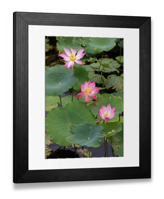 Framed Print : Indian Lotus (Nelumbo nucifera) flowering, Kota Kinabalu, Sabah, Borneo, Malaysia Framed Print : Indian Lotus (Nelumbo nucifera) flowering, Kota Kinabalu, Sabah, Borneo, Malaysia