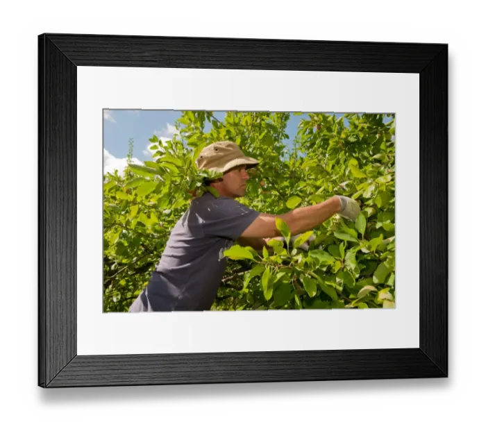 Framed Print : Plum (Prunus domestica) Opal, fruit picker harvesting crop growing in orchard, Norfolk, England, august