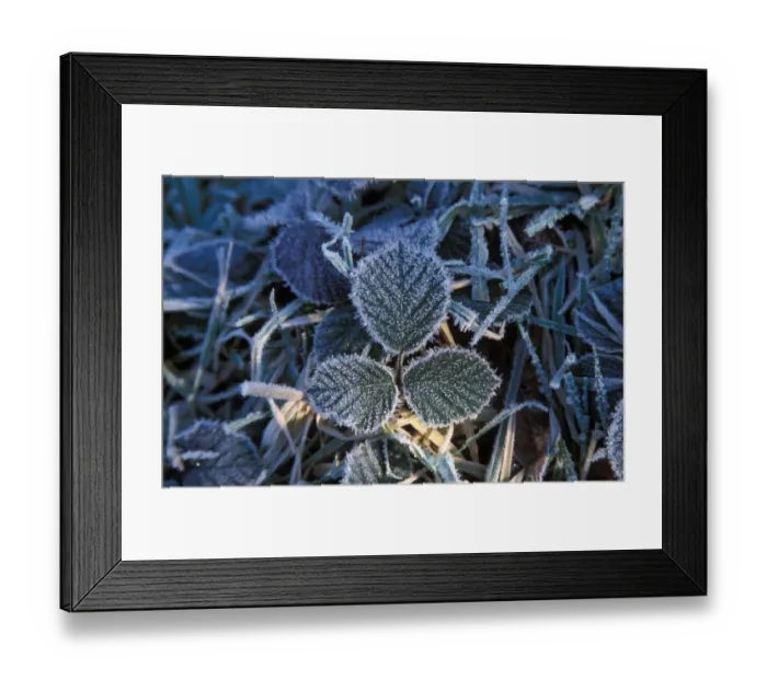 Framed Print : Frost Frost covered leaves - Bradfield Woods - Suffolk Wildlife Trust Framed Print : Frost Frost covered leaves - Bradfield Woods - Suffolk Wildlife Trust