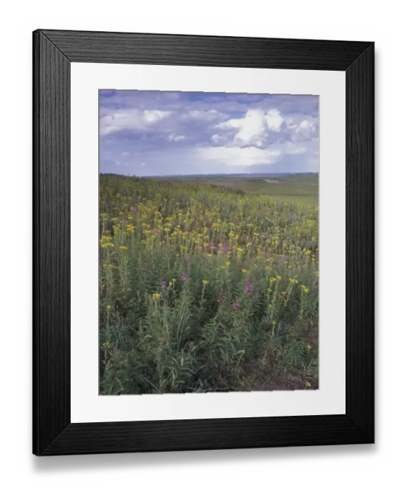 Framed Print : Old dune ridge with ragwort, marram grass and sea buckthorn, Gibraltar Point National Nature Reserve, Lincolnshire Framed Print : Old dune ridge with ragwort, marram grass and sea buckthorn, Gibraltar Point National Nature Reserve, Lincolnshire