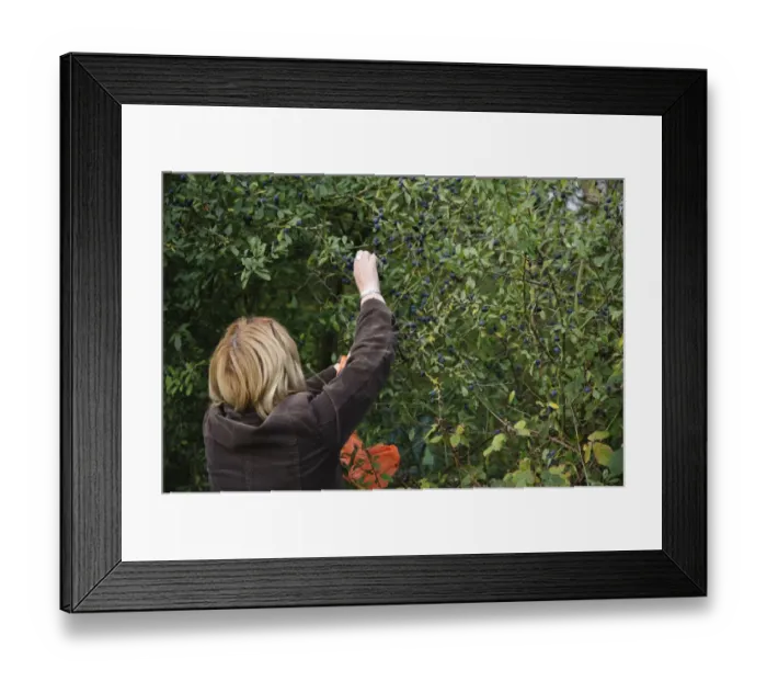 Framed Print : Blackthorn (Prunus spinosa) berries, growing in hedgerow beside public footpath, with woman picking for sloe gin Framed Print : Blackthorn (Prunus spinosa) berries, growing in hedgerow beside public footpath, with woman picking for sloe gin