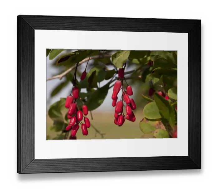 Framed Print : European Barberry (Berberis vulgaris) close-up of ripe fruit, Estonia, september Framed Print : European Barberry (Berberis vulgaris) close-up of ripe fruit, Estonia, september