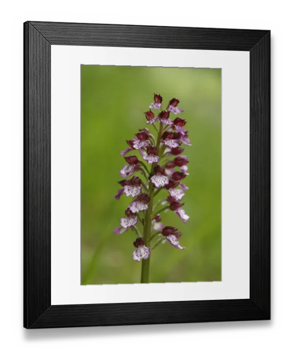 Framed Print : Lady Orchid (Orchis purpurea) close-up of flowerspike, Causse de Gramat, Massif Central, Lot, France, may