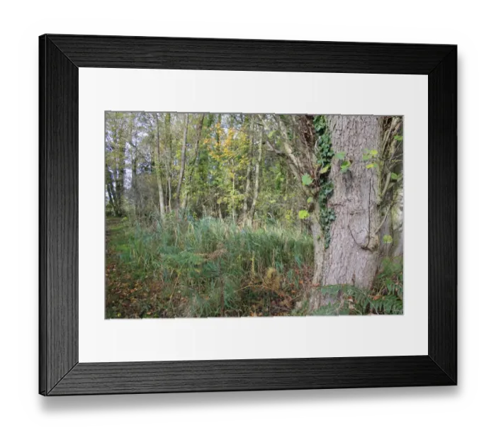 Framed Print : Common Alder (Alnus glutinosa) trunk, growing in alder carr wet woodland habitat, in valley fen reserve, Hopton Fen Framed Print : Common Alder (Alnus glutinosa) trunk, growing in alder carr wet woodland habitat, in valley fen reserve, Hopton Fen