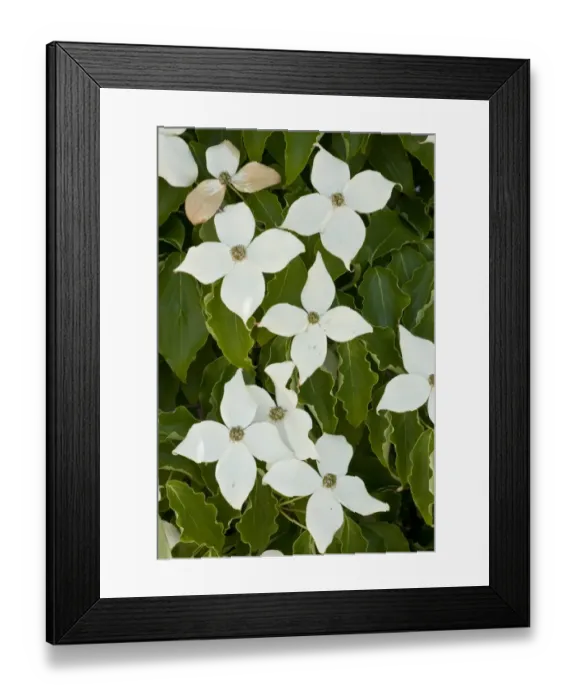 Framed Print : Pacific Dogwood (Cornus nuttallii) flowering, close-up of bracts, Northern California, U. S. A. july Framed Print : Pacific Dogwood (Cornus nuttallii) flowering, close-up of bracts, Northern California, U. S. A. july