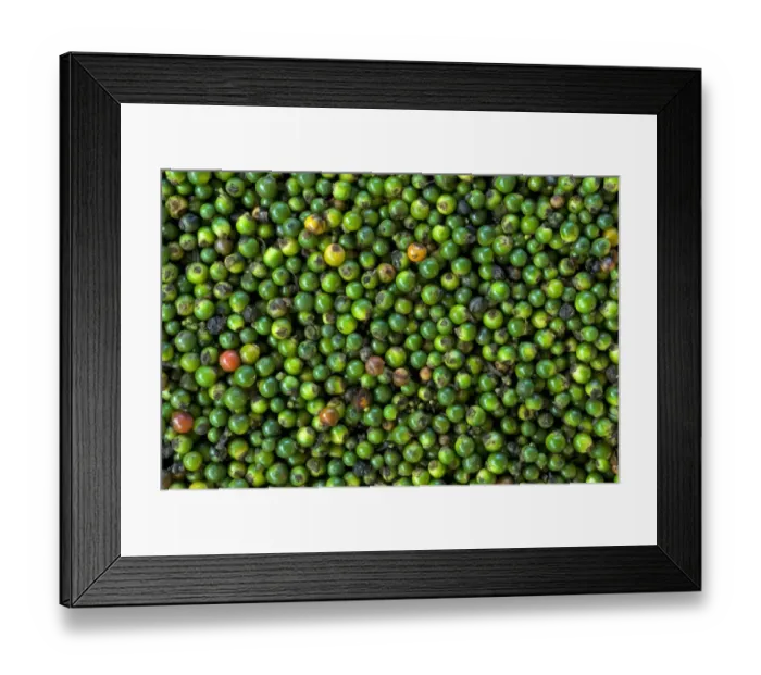 Framed Print : Black Pepper (Piper nigrum) stripped green berries for drying, Trivandrum, Kerala, India Framed Print : Black Pepper (Piper nigrum) stripped green berries for drying, Trivandrum, Kerala, India