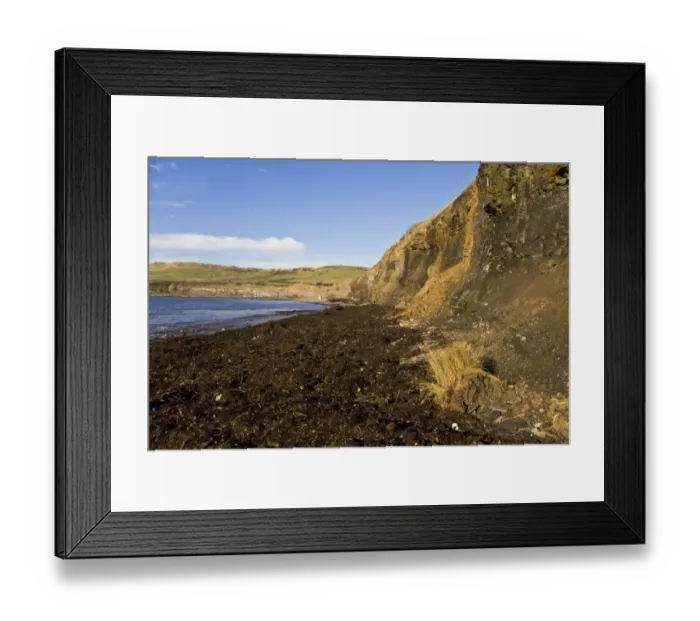 Framed Print : Seaweed covered beach after winter storm, Kimmeridge, Dorset, England, december Framed Print : Seaweed covered beach after winter storm, Kimmeridge, Dorset, England, december