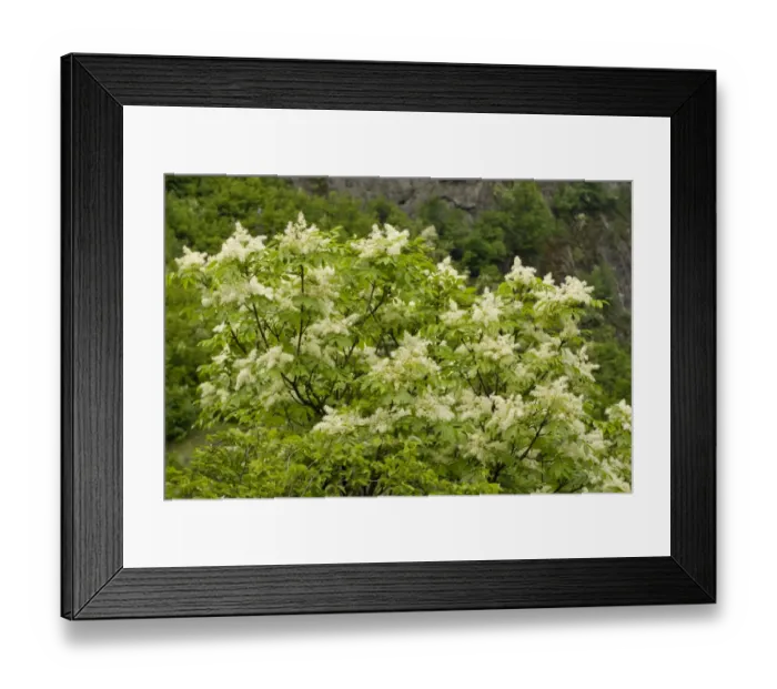 Framed Print : Manna Ash (Fraxinus ornus) flowering, Bulgaria, may Framed Print : Manna Ash (Fraxinus ornus) flowering, Bulgaria, may