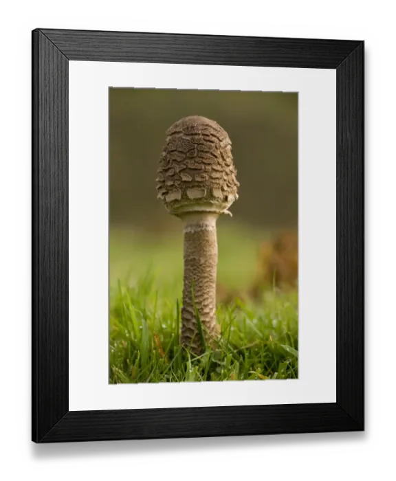 Framed Print : Parasol Mushroom (Macrolepiota procera) young fruiting body, growing in acid grassland, Quantock Hills, Somerset Framed Print : Parasol Mushroom (Macrolepiota procera) young fruiting body, growing in acid grassland, Quantock Hills, Somerset