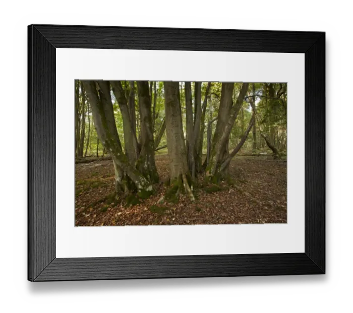 Framed Print : Small-leaved Lime (Tilia cordata) ancient coppiced trunk, growing in woodland habitat Framed Print : Small-leaved Lime (Tilia cordata) ancient coppiced trunk, growing in woodland habitat