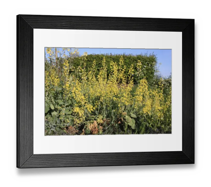 Framed Print : Brussels Sprout (Brassica oleracea) flowering, bolting on abandoned allotment, Suffolk, England, may Framed Print : Brussels Sprout (Brassica oleracea) flowering, bolting on abandoned allotment, Suffolk, England, may