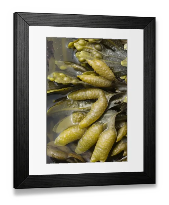 Framed Print : Bladder Wrack (Fucus vesiculosus) fronds with receptacles, exposed on rocky shore at low tide, Brough Head, Mainland Framed Print : Bladder Wrack (Fucus vesiculosus) fronds with receptacles, exposed on rocky shore at low tide, Brough Head, Mainland