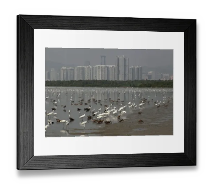 Framed Print : View of estuary with mixed flock of egrets, ducks, gulls and waders in incoming tide, Shenzhen City in background Framed Print : View of estuary with mixed flock of egrets, ducks, gulls and waders in incoming tide, Shenzhen City in background