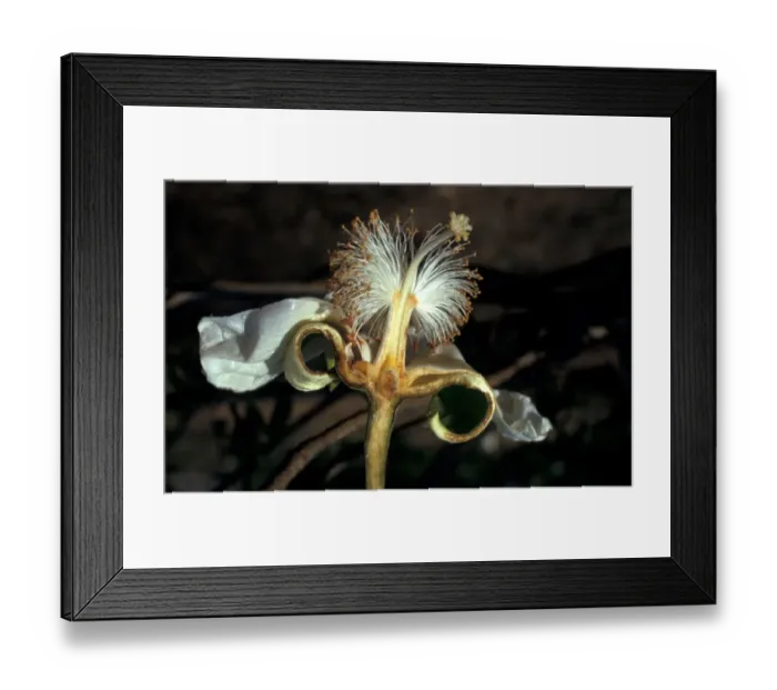Framed Print : Tree - Baobab (Adansonia digitata) close-up of dissected flower