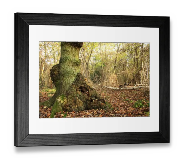Framed Print : Common Oak (Quercus robur) trunk with burrs, growing in ancient woodland habitat, Wolves Wood RSPB Reserve, Hadleigh Framed Print : Common Oak (Quercus robur) trunk with burrs, growing in ancient woodland habitat, Wolves Wood RSPB Reserve, Hadleigh