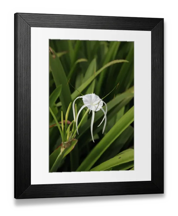 Framed Print : Spider-lily (Hymenocallis occidentalis) flowering, Kota Kinabalu, Sabah, Borneo, Malaysia Framed Print : Spider-lily (Hymenocallis occidentalis) flowering, Kota Kinabalu, Sabah, Borneo, Malaysia